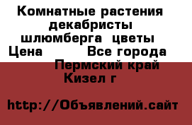 Комнатные растения, декабристы (шлюмберга) цветы › Цена ­ 300 - Все города  »    . Пермский край,Кизел г.